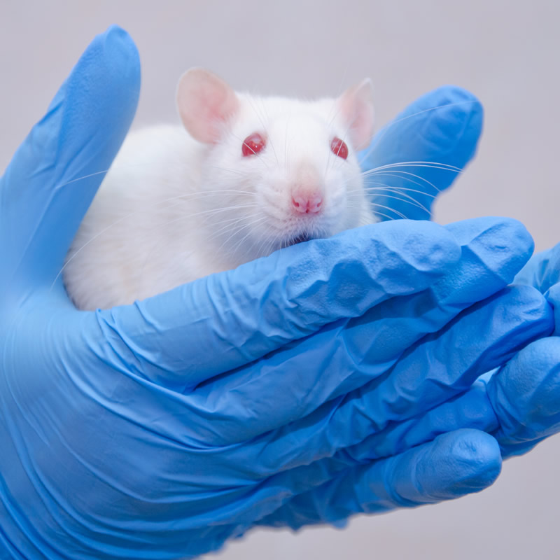 CIA关节炎大鼠模型制备、给药及相关指标检测实验服务外包价格